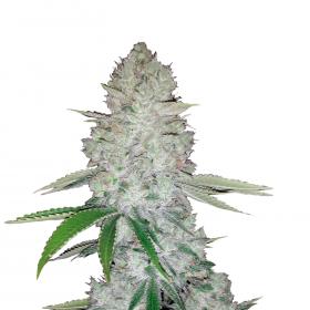 Gorilla Glue Auto